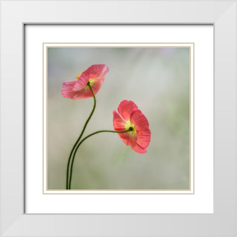 Two Poppies White Modern Wood Framed Art Print with Double Matting by Poinski, Dianne