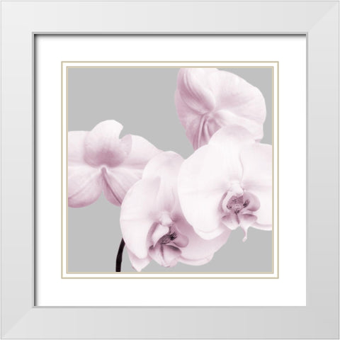 Pink Orchids 1 White Modern Wood Framed Art Print with Double Matting by Poinski, Dianne