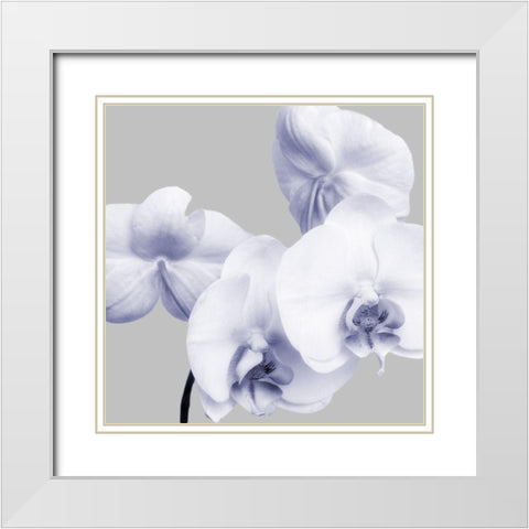 Lilac Orchids 1 White Modern Wood Framed Art Print with Double Matting by Poinski, Dianne