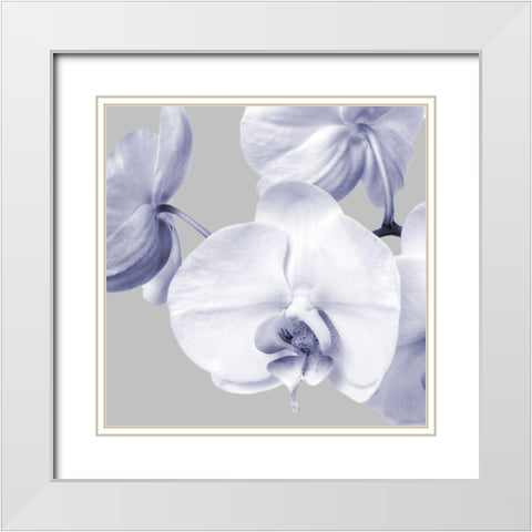 Lilac Orchids 2 White Modern Wood Framed Art Print with Double Matting by Poinski, Dianne