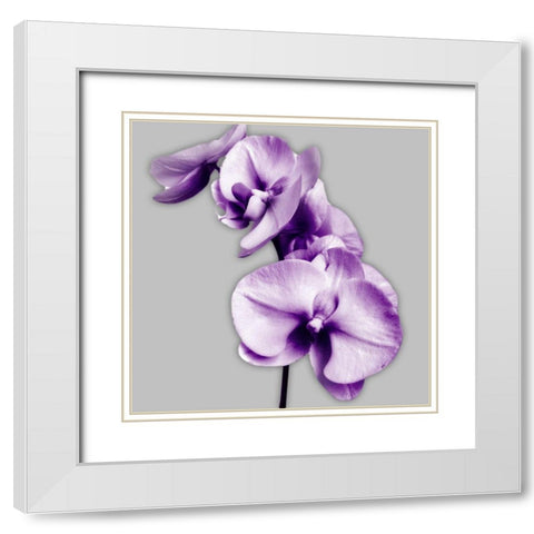 Vibrant Orchids 3 White Modern Wood Framed Art Print with Double Matting by Poinski, Dianne