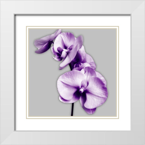 Vibrant Orchids 3 White Modern Wood Framed Art Print with Double Matting by Poinski, Dianne