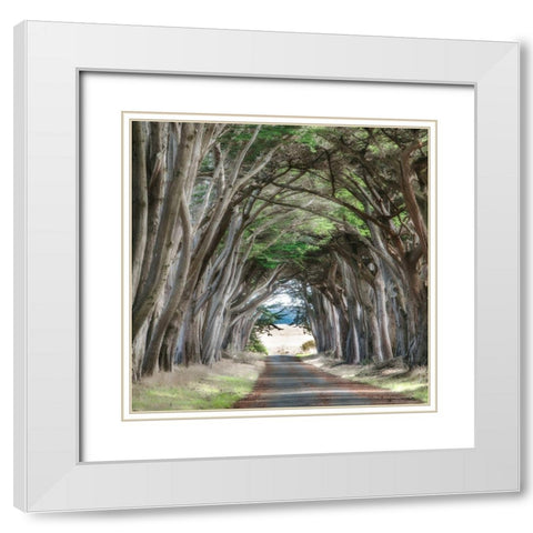 Cypress View II White Modern Wood Framed Art Print with Double Matting by Poinski, Dianne