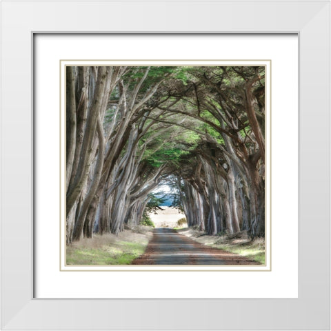 Cypress View II White Modern Wood Framed Art Print with Double Matting by Poinski, Dianne