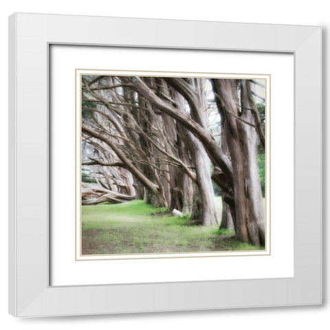Cypress View IV White Modern Wood Framed Art Print with Double Matting by Poinski, Dianne
