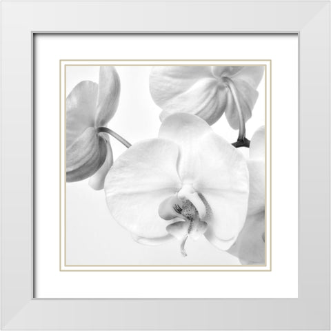 Simply Orchids 1 White Modern Wood Framed Art Print with Double Matting by Poinski, Dianne