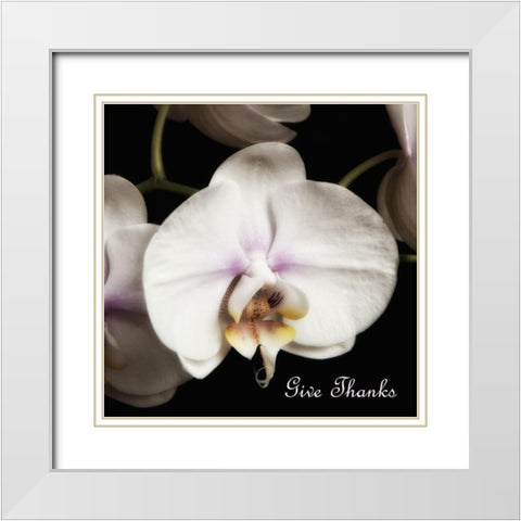 Give Thanks Orchids White Modern Wood Framed Art Print with Double Matting by Poinski, Dianne