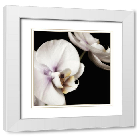 Delicate White Orchids 4 White Modern Wood Framed Art Print with Double Matting by Poinski, Dianne