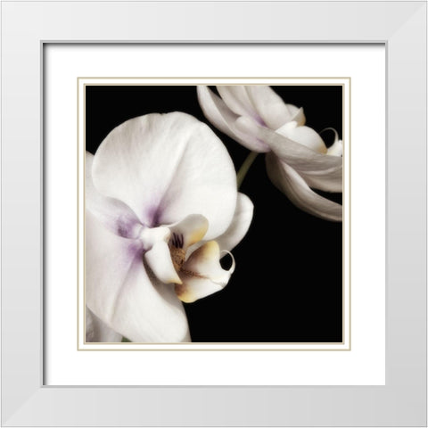 Delicate White Orchids 4 White Modern Wood Framed Art Print with Double Matting by Poinski, Dianne