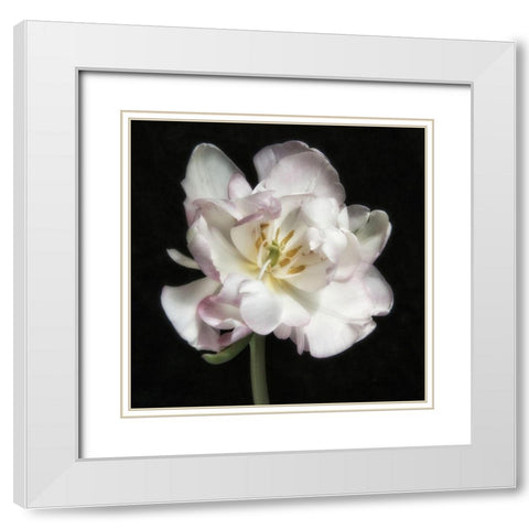 Perfect Petals 1 Square White Modern Wood Framed Art Print with Double Matting by Poinski, Dianne