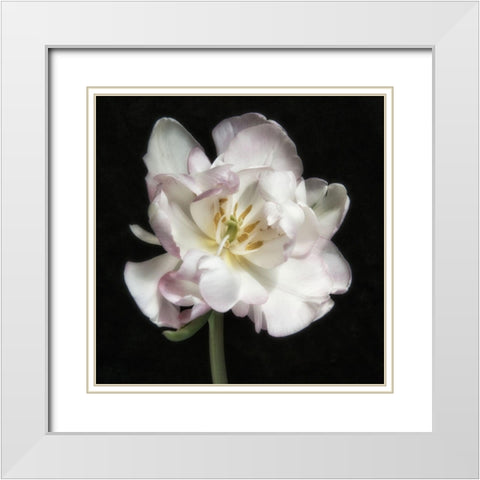 Perfect Petals 1 Square White Modern Wood Framed Art Print with Double Matting by Poinski, Dianne