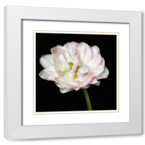 Perfect Petals 2 Square White Modern Wood Framed Art Print with Double Matting by Poinski, Dianne