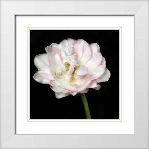 Perfect Petals 2 Square White Modern Wood Framed Art Print with Double Matting by Poinski, Dianne