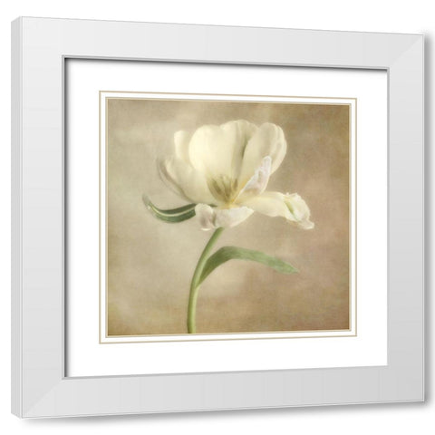 Ivory Blossom I White Modern Wood Framed Art Print with Double Matting by Poinski, Dianne
