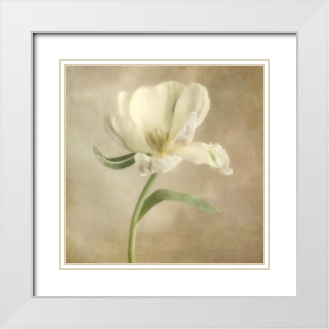 Ivory Blossom I White Modern Wood Framed Art Print with Double Matting by Poinski, Dianne