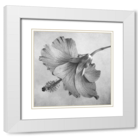 Black and White Hibiscus 1 White Modern Wood Framed Art Print with Double Matting by Poinski, Dianne