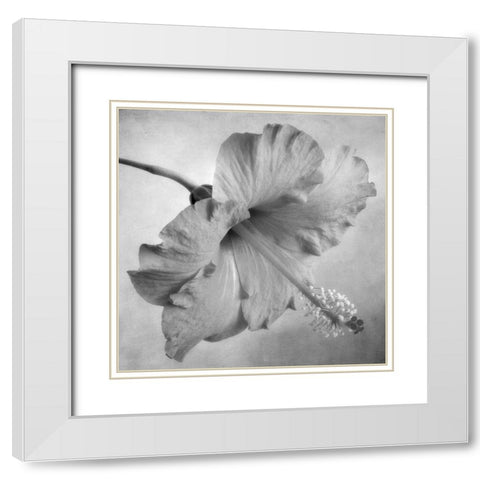 Black and White Hibiscus 2 White Modern Wood Framed Art Print with Double Matting by Poinski, Dianne
