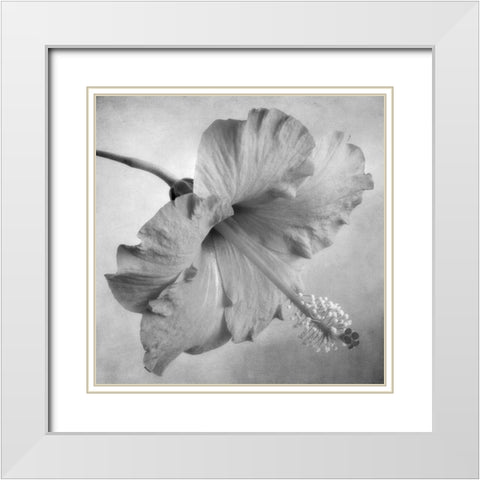 Black and White Hibiscus 2 White Modern Wood Framed Art Print with Double Matting by Poinski, Dianne