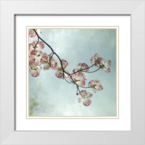 Pale Petals 1 White Modern Wood Framed Art Print with Double Matting by Poinski, Dianne
