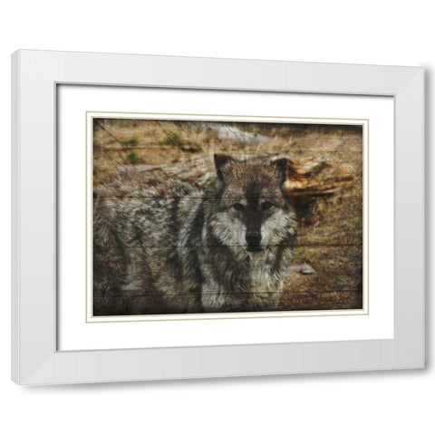 Alfa Wolf White Modern Wood Framed Art Print with Double Matting by Lewis, Sheldon