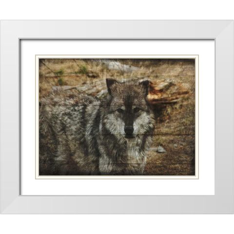 Alfa Wolf White Modern Wood Framed Art Print with Double Matting by Lewis, Sheldon