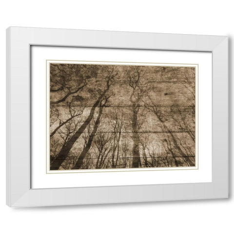 Up Into The Woods White Modern Wood Framed Art Print with Double Matting by Lewis, Sheldon