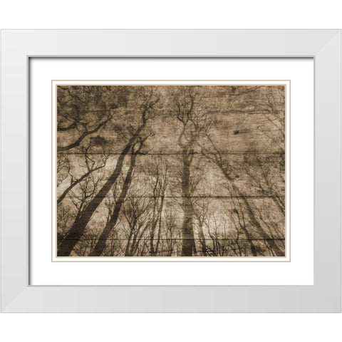 Up Into The Woods White Modern Wood Framed Art Print with Double Matting by Lewis, Sheldon