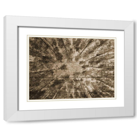 Up Into The Woods 2 White Modern Wood Framed Art Print with Double Matting by Lewis, Sheldon