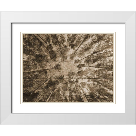 Up Into The Woods 2 White Modern Wood Framed Art Print with Double Matting by Lewis, Sheldon