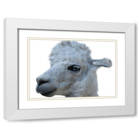 Hello Llama White Modern Wood Framed Art Print with Double Matting by Lewis, Sheldon