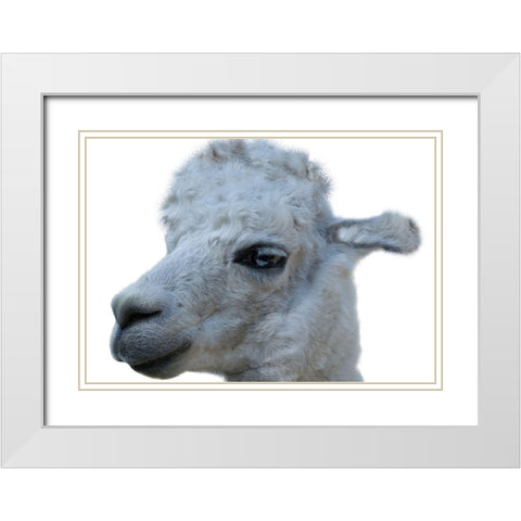 Hello Llama White Modern Wood Framed Art Print with Double Matting by Lewis, Sheldon