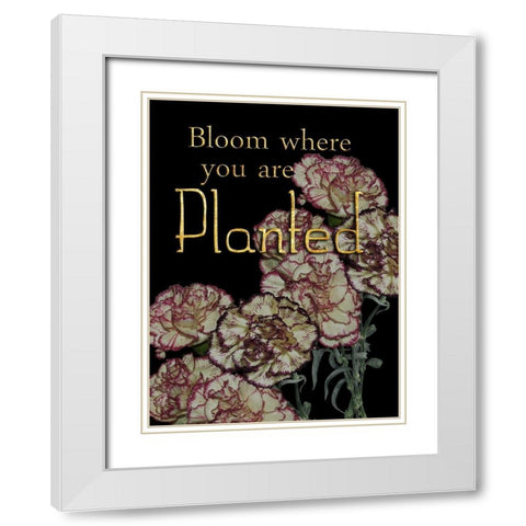 Full Bloom White Modern Wood Framed Art Print with Double Matting by Lewis, Sheldon