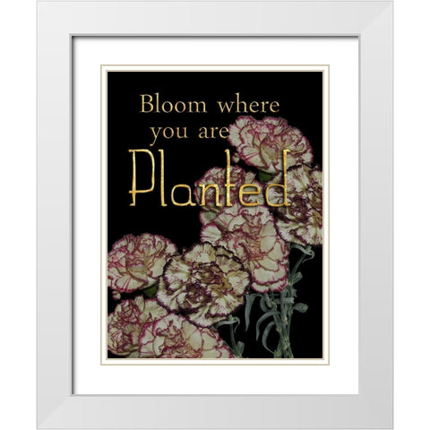 Full Bloom White Modern Wood Framed Art Print with Double Matting by Lewis, Sheldon