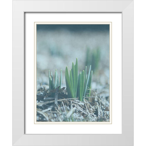 Glory Dew White Modern Wood Framed Art Print with Double Matting by Lewis, Sheldon