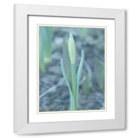 Glory Dew 2 White Modern Wood Framed Art Print with Double Matting by Lewis, Sheldon