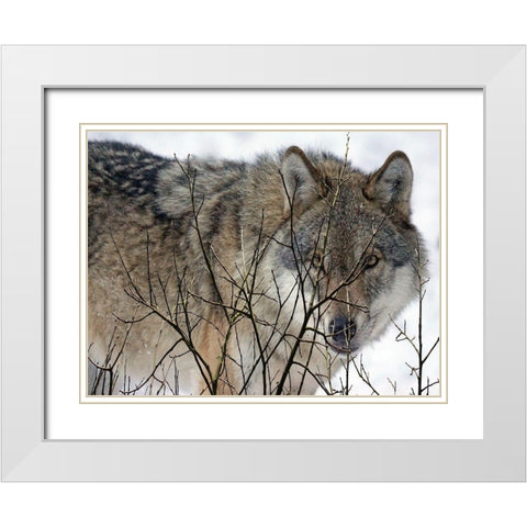 Hunter White Modern Wood Framed Art Print with Double Matting by Lewis, Sheldon