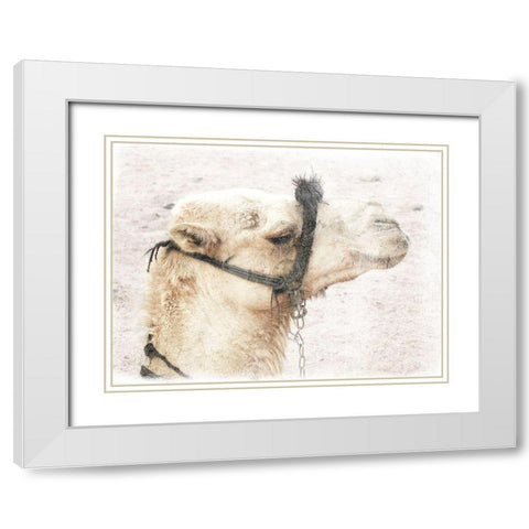 Camel 1 White Modern Wood Framed Art Print with Double Matting by Lewis, Sheldon