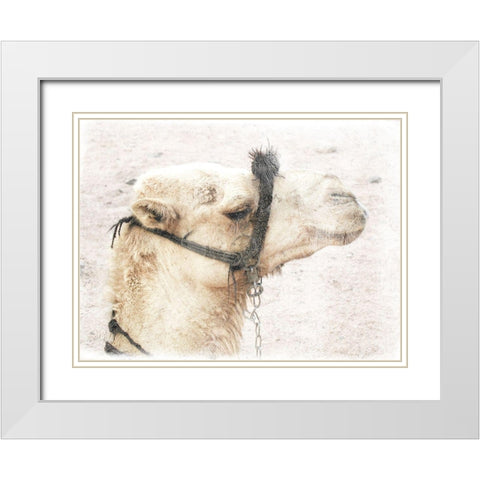 Camel 1 White Modern Wood Framed Art Print with Double Matting by Lewis, Sheldon