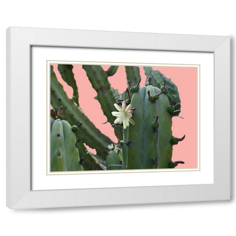 Cactus Flower White Modern Wood Framed Art Print with Double Matting by Lewis, Sheldon