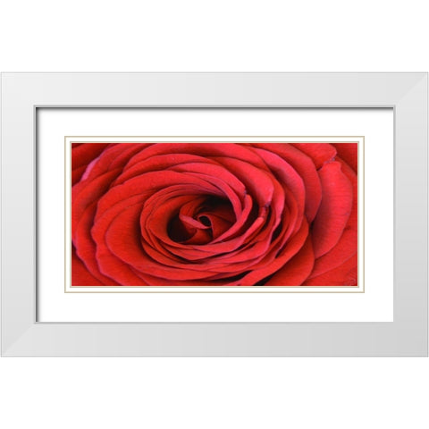 Heart Of The Rose White Modern Wood Framed Art Print with Double Matting by Lewis, Sheldon