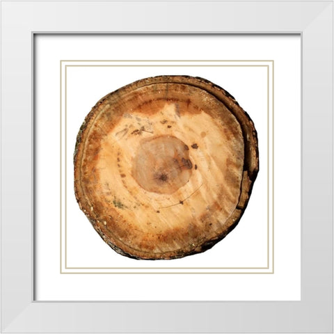 Earthy Rings Of Ages White Modern Wood Framed Art Print with Double Matting by Lewis, Sheldon