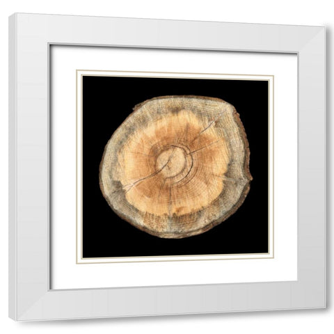 Dark Rings Of Ages 2 White Modern Wood Framed Art Print with Double Matting by Lewis, Sheldon