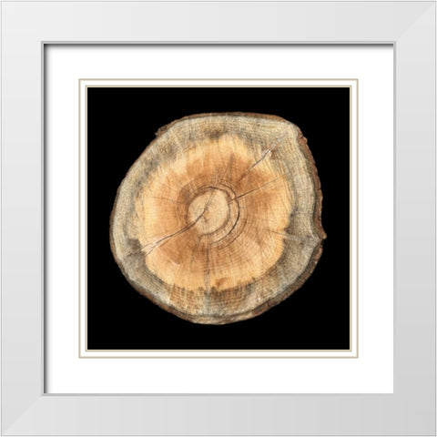 Dark Rings Of Ages 2 White Modern Wood Framed Art Print with Double Matting by Lewis, Sheldon