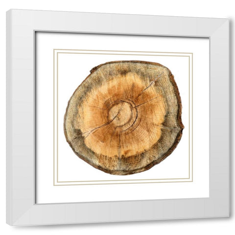 Earthy Rings Of Ages 2 White Modern Wood Framed Art Print with Double Matting by Lewis, Sheldon