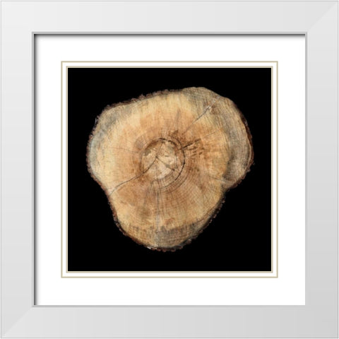 Dark Rings Of Ages 3 White Modern Wood Framed Art Print with Double Matting by Lewis, Sheldon