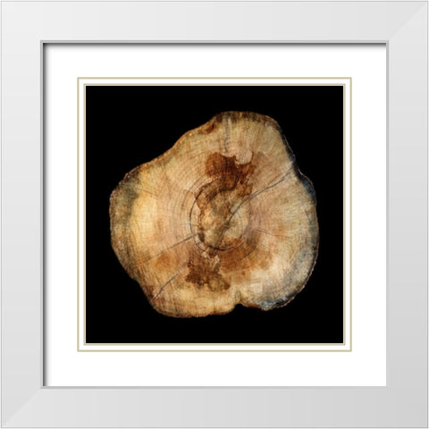 Dark Rings Of Ages 4 White Modern Wood Framed Art Print with Double Matting by Lewis, Sheldon