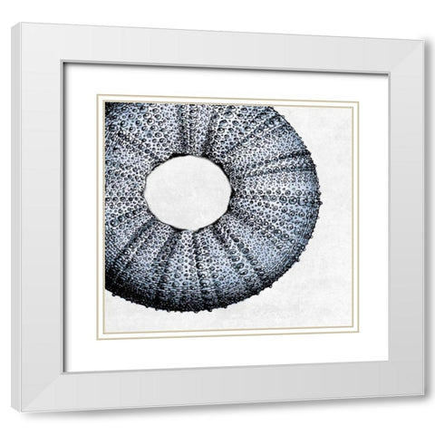 Urchin Shell 1 White Modern Wood Framed Art Print with Double Matting by Lewis, Sheldon