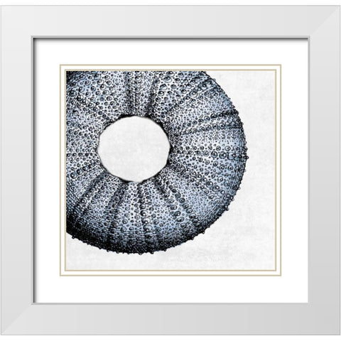 Urchin Shell 1 White Modern Wood Framed Art Print with Double Matting by Lewis, Sheldon