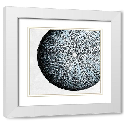 Urchin Shell 2 White Modern Wood Framed Art Print with Double Matting by Lewis, Sheldon