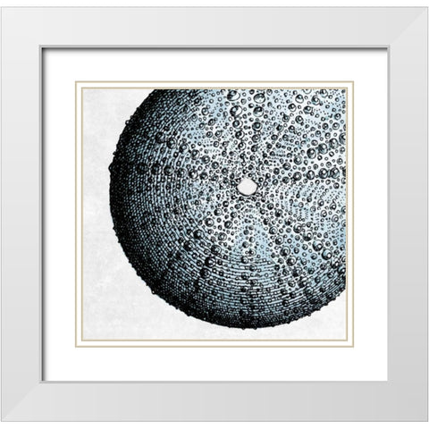 Urchin Shell 2 White Modern Wood Framed Art Print with Double Matting by Lewis, Sheldon